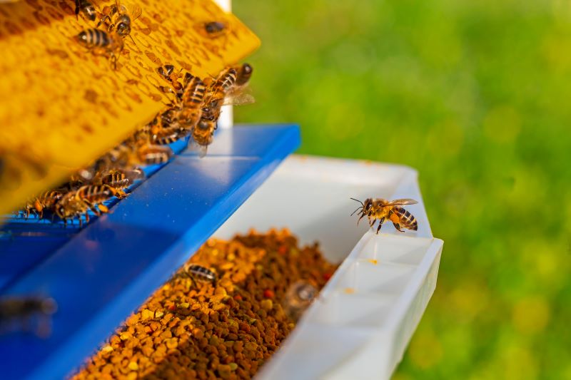 bulk-bee-pollen-manufacturer-supplier