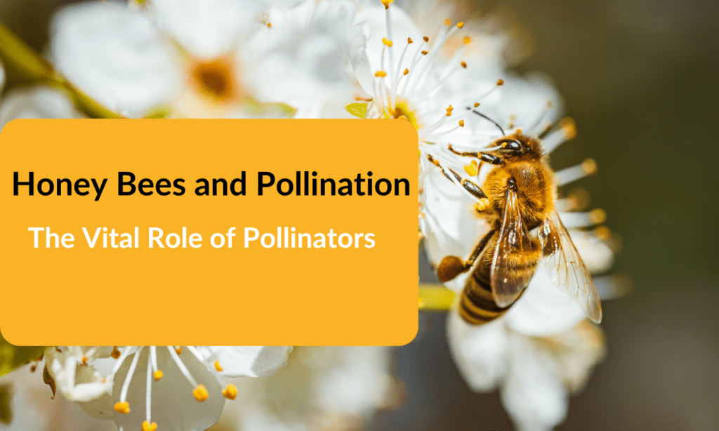 Honey Bees and Pollination