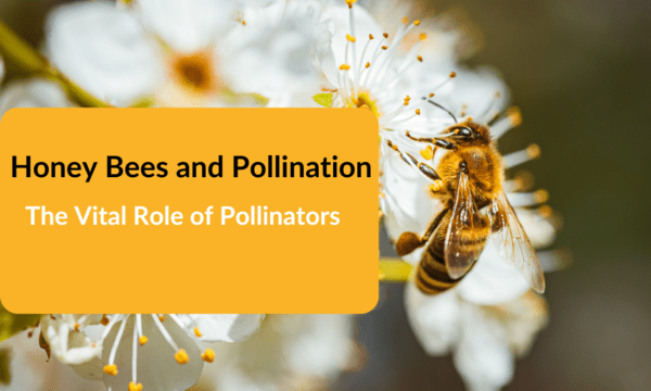 Honey Bees and Pollination: The Vital Role of Pollinators