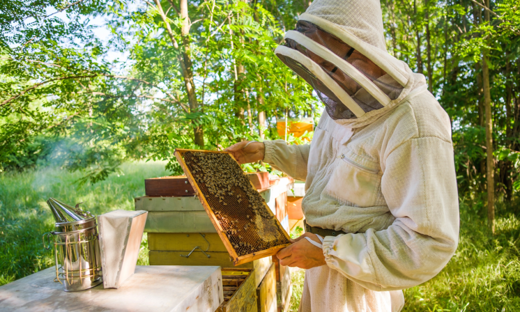 The Environmental Impact of Honey Production