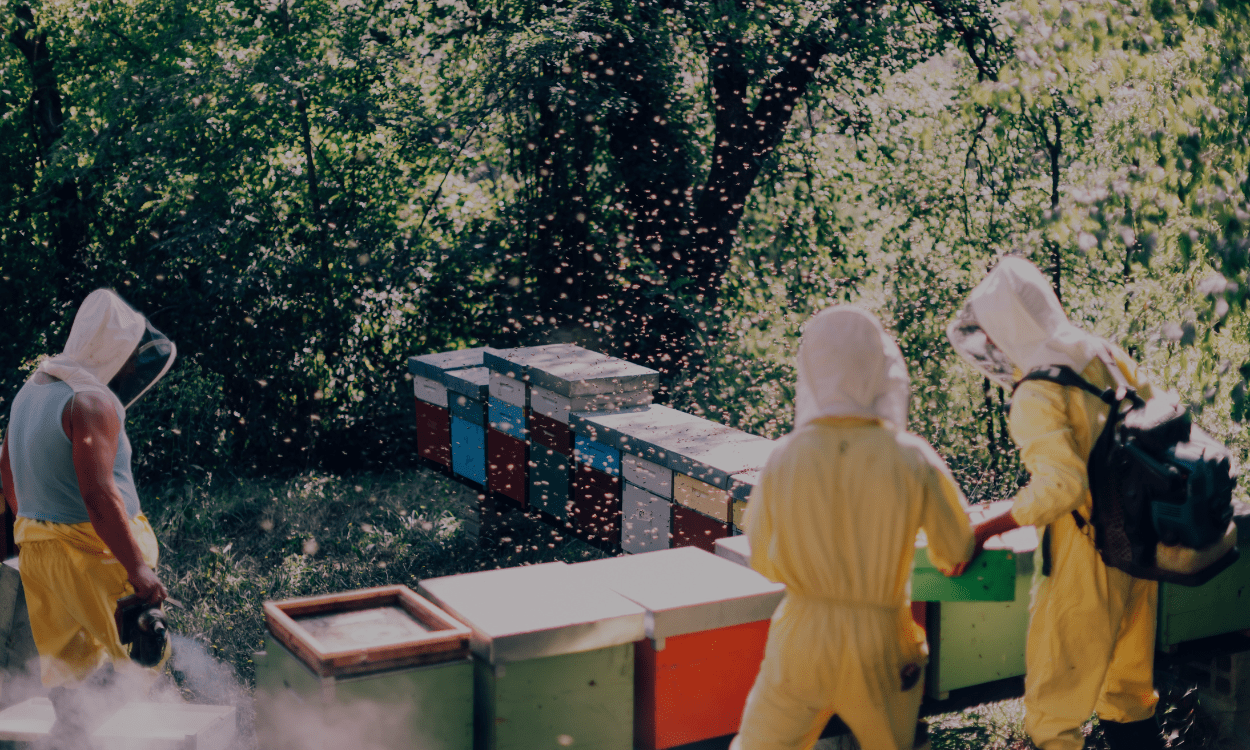 The Future of Honey Production