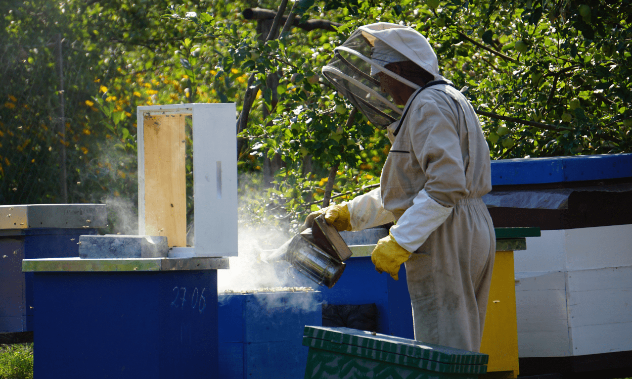 How to Start Your Own Honey Bee Garden