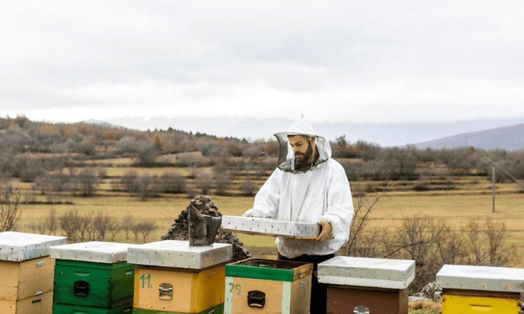 Beekeeping And Their Environmental Impact?