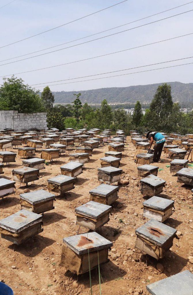 Aravali Bee Farm Kashmir