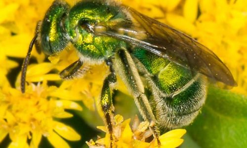 Green Metallic Sweat Bee